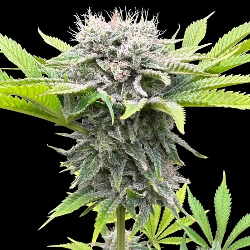 Fruit trees terpyz upcoming strains