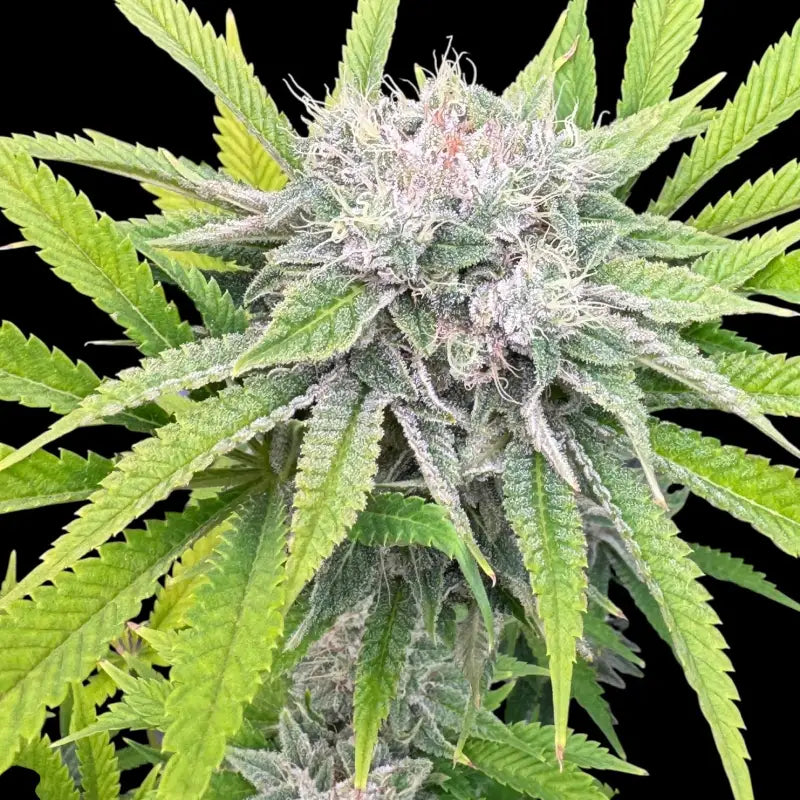 Fruit trees terpyz upcoming strains