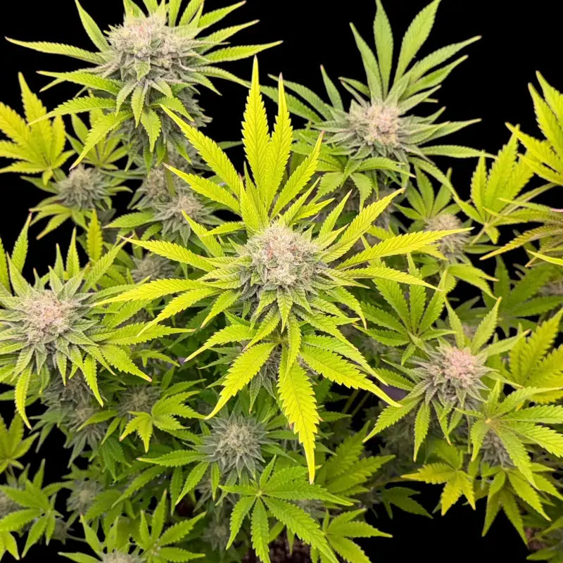 Fruit trees terpyz upcoming strains