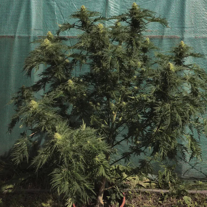 Funk freak star© fern type reg terpyz mutant genetics