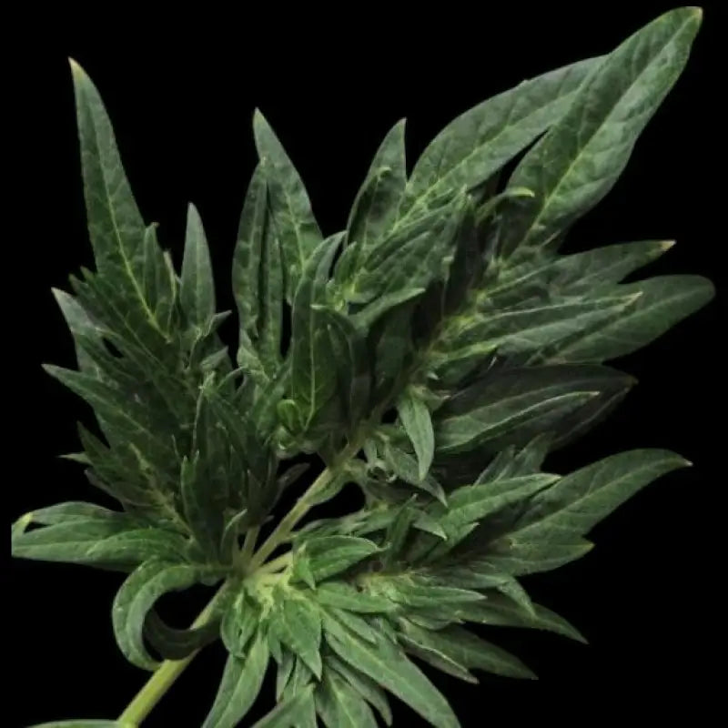 Funk freak star© fern type reg terpyz mutant genetics
