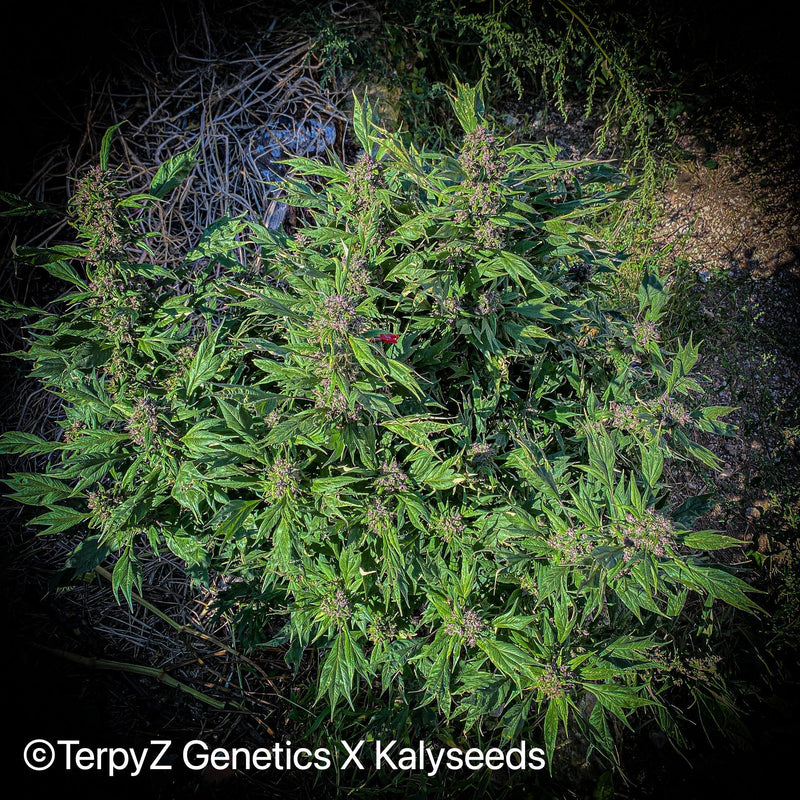 Gargoyle swag (regular mutant cannabis seeds) kalyseeds