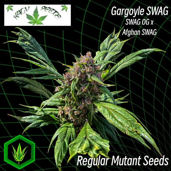 Gargoyle swag - mutant reg kalyseeds cannabis seeds