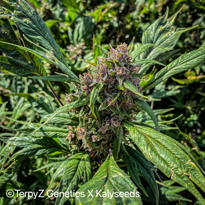 Gargoyle swag - mutant reg kalyseeds cannabis seeds