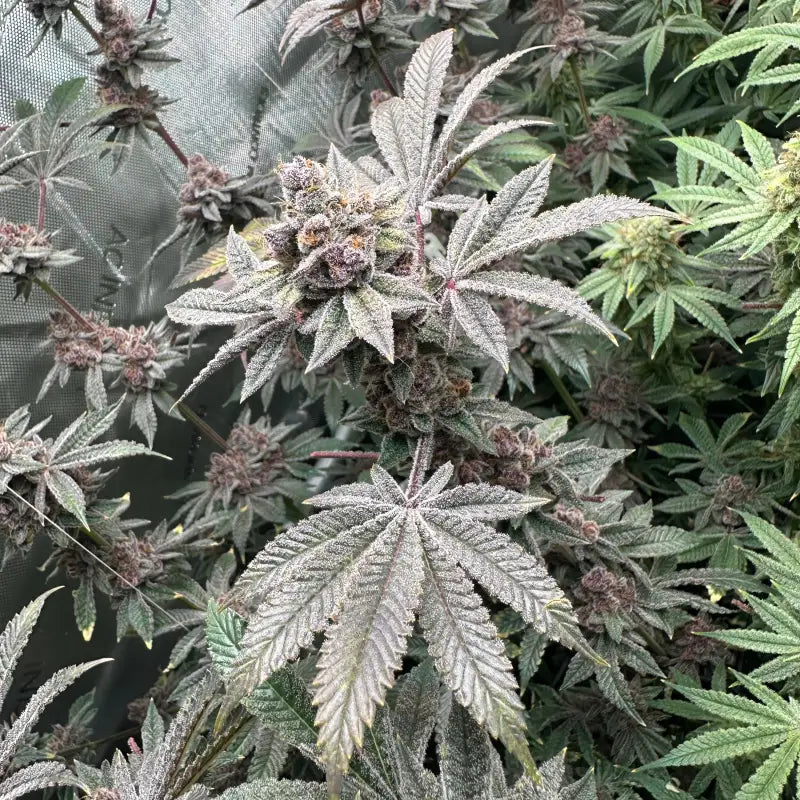 Gary & gas© fem terpyz feminized cannabis seeds new