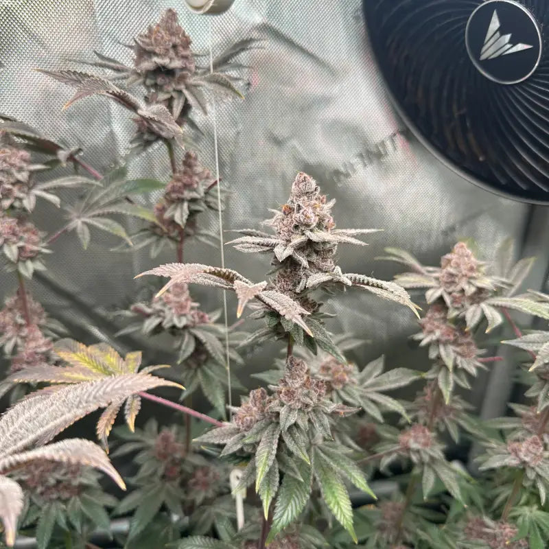 Gary & gas© fem terpyz feminized cannabis seeds new