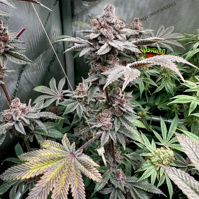 Gary & gas© fem terpyz feminized cannabis seeds new