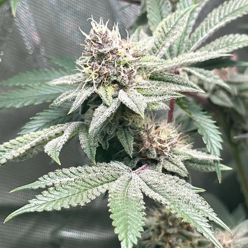 Gary & gas© fem terpyz feminized cannabis seeds new