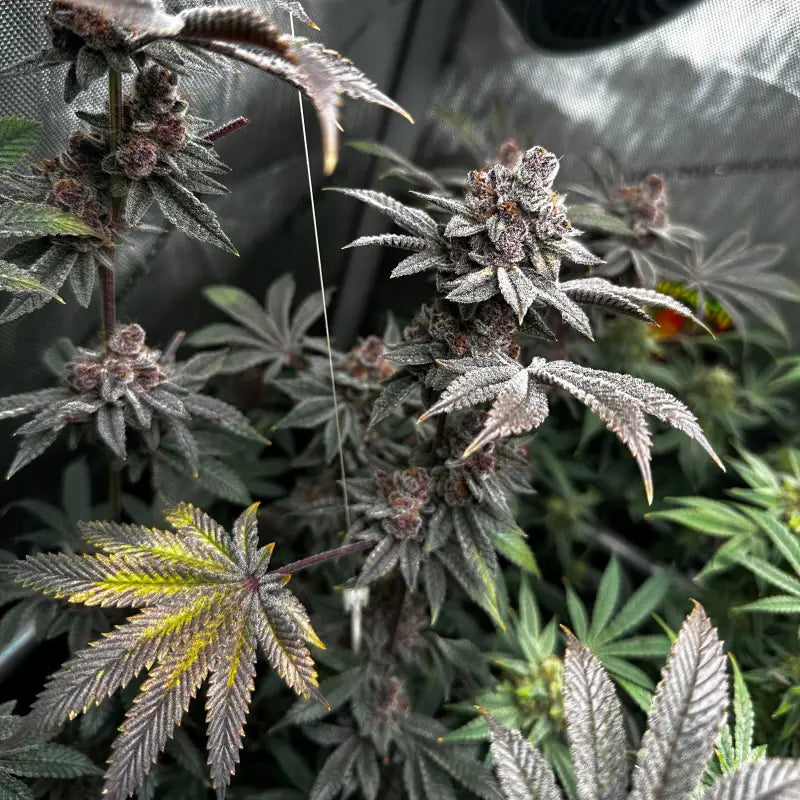 Gary & gas© fem terpyz feminized cannabis seeds new