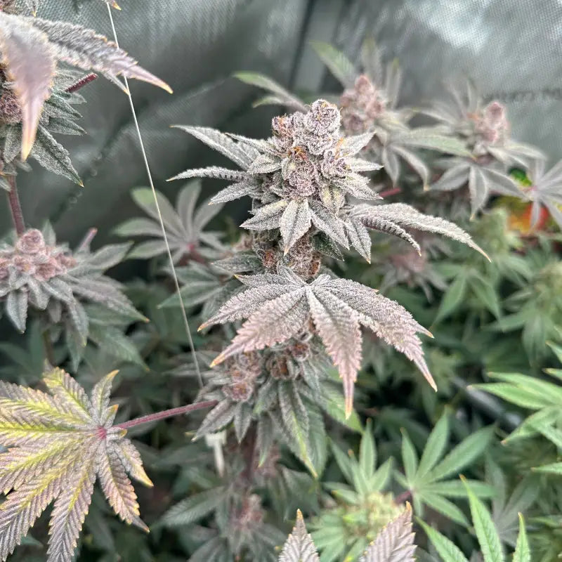 Gary & gas© fem terpyz feminized cannabis seeds new