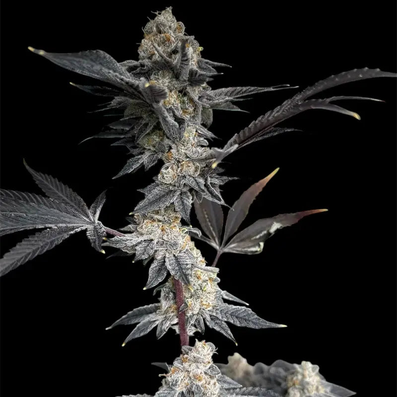 Gary’s nuts© fem terpyz mutant genetics feminized