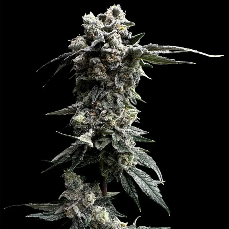 Gary’s nuts© fem terpyz mutant genetics feminized