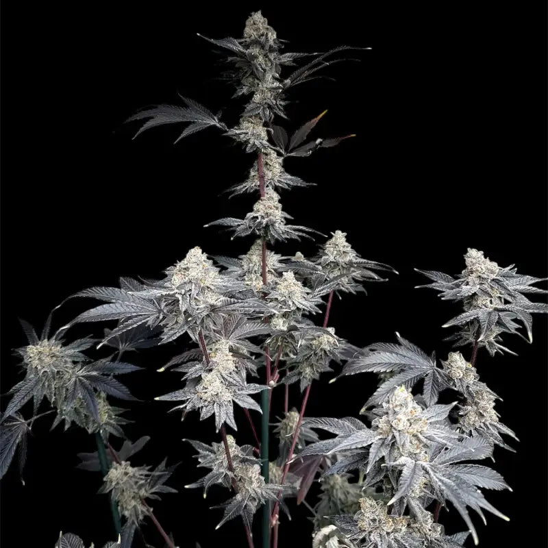 Gary’s nuts© fem terpyz mutant genetics feminized cannabis