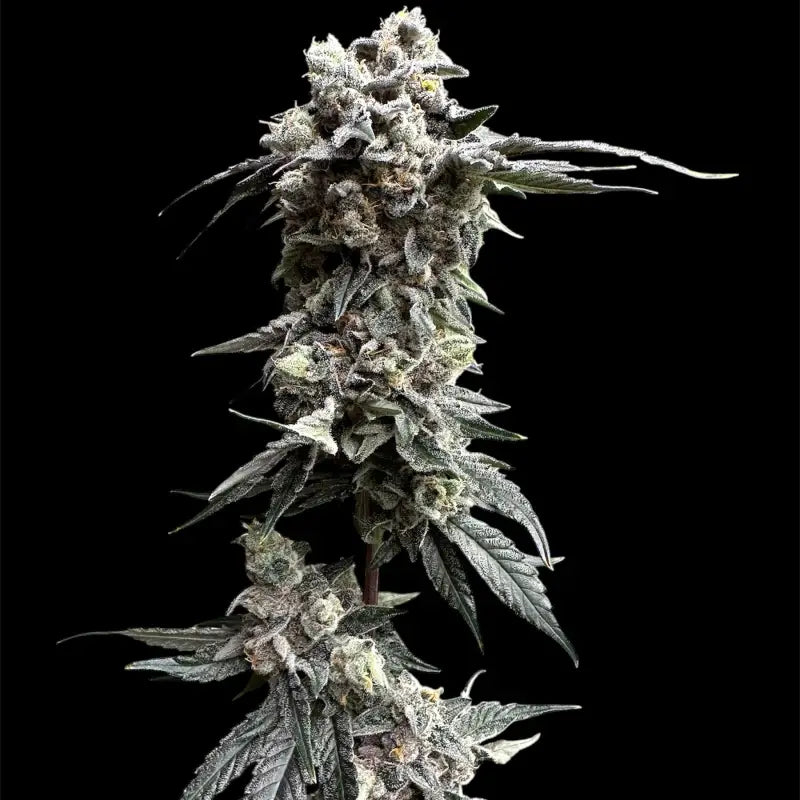 Gary’s nuts© fem terpyz mutant genetics feminized