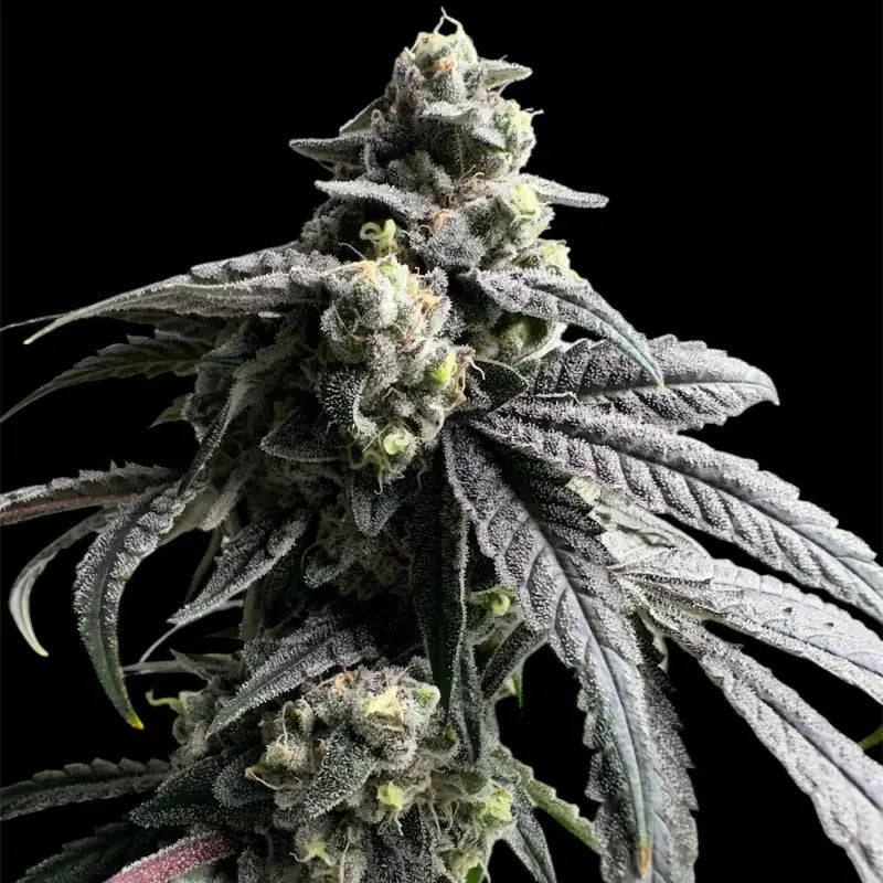 Gary’s nuts© fem terpyz mutant genetics feminized