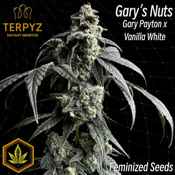 Gary’s nuts© fem terpyz mutant genetics feminized cannabis