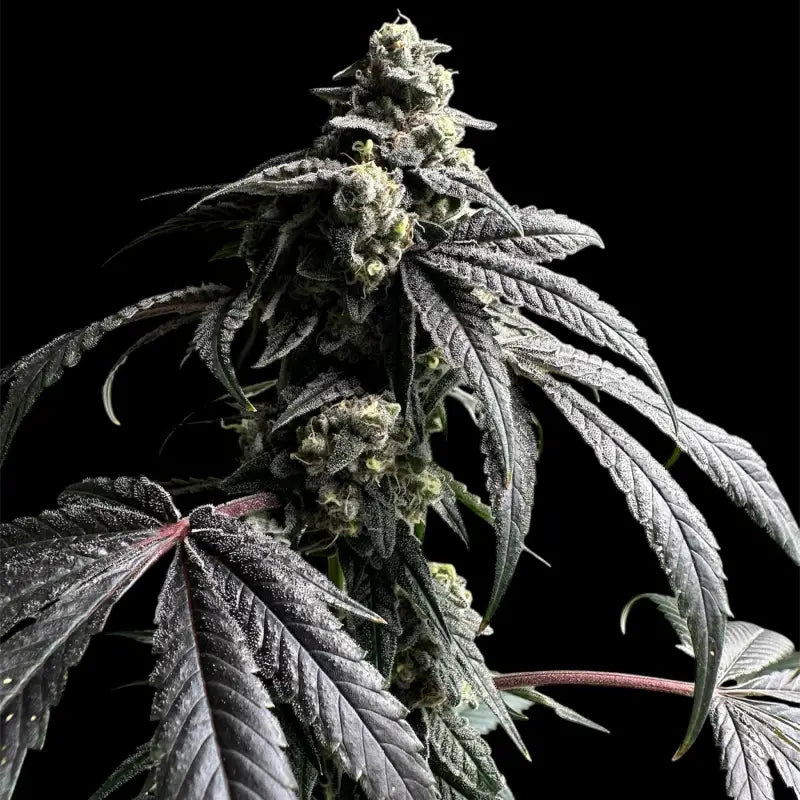 Gary’s nuts© fem terpyz mutant genetics feminized