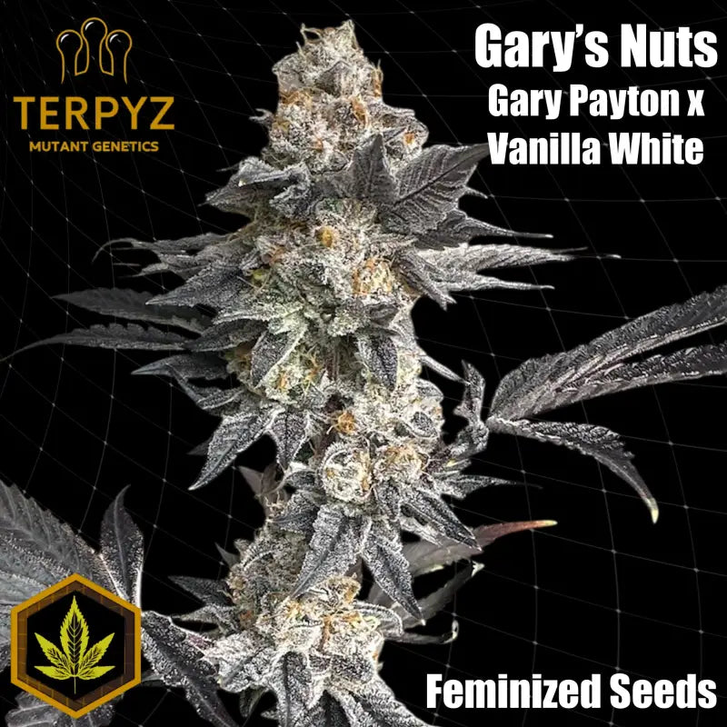 Gary’s nuts© fem terpyz mutant genetics feminized cannabis