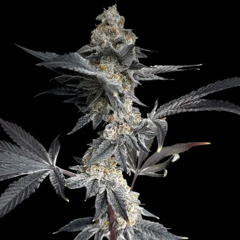 Gary’s nuts© fem terpyz mutant genetics feminized