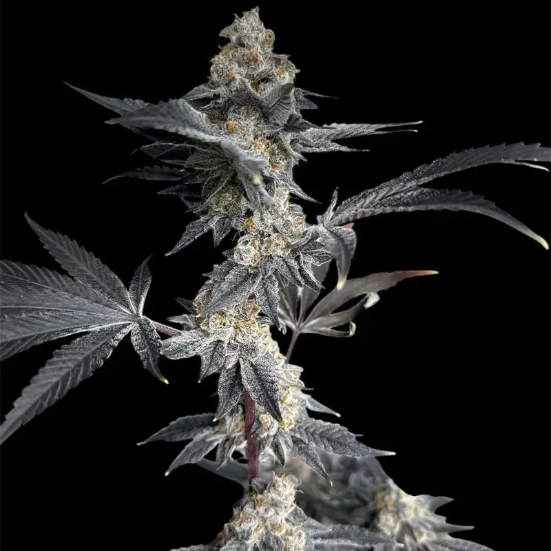 Gary’s nuts© fem terpyz mutant genetics feminized