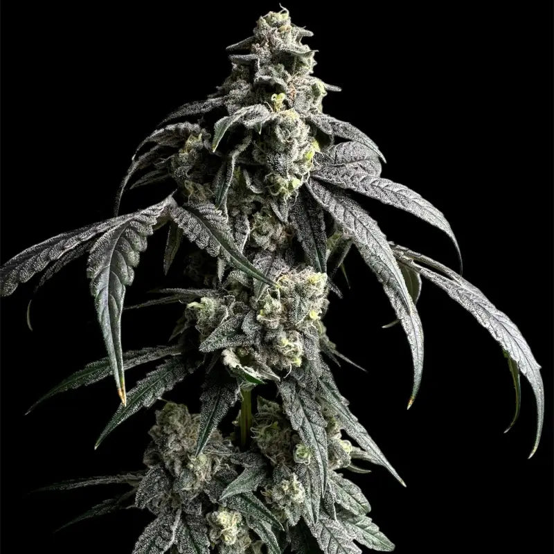 Gary’s nuts© fem terpyz mutant genetics feminized