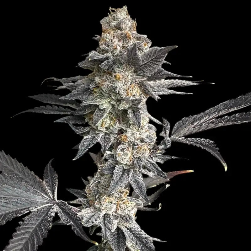 Gary’s nuts© fem terpyz mutant genetics feminized