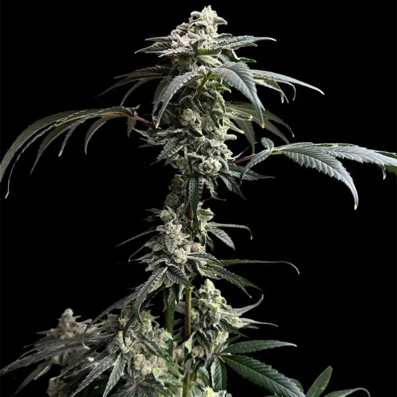 Gary’s nuts© fem terpyz mutant genetics feminized