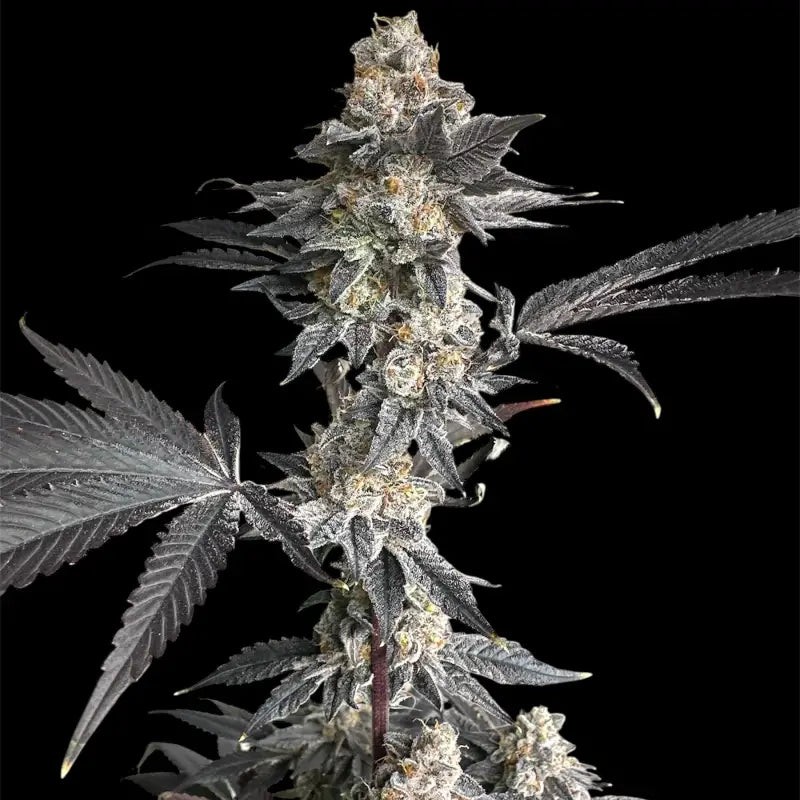 Gary’s nuts© fem terpyz mutant genetics feminized