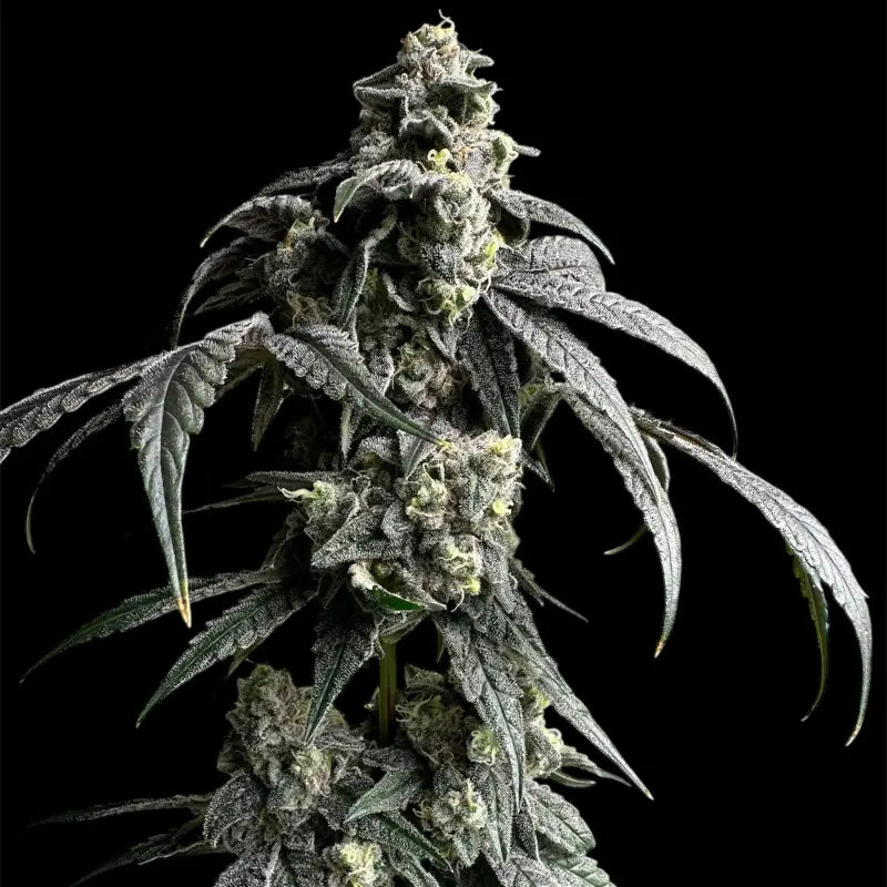 Gary’s nuts© fem terpyz mutant genetics feminized