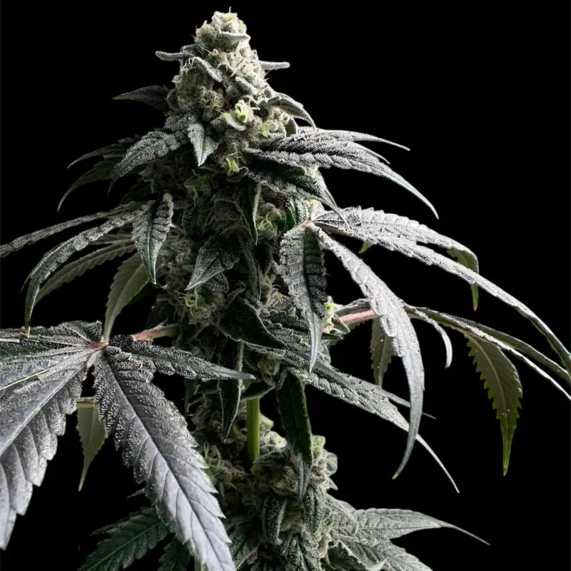 Gary’s nuts© fem terpyz mutant genetics feminized