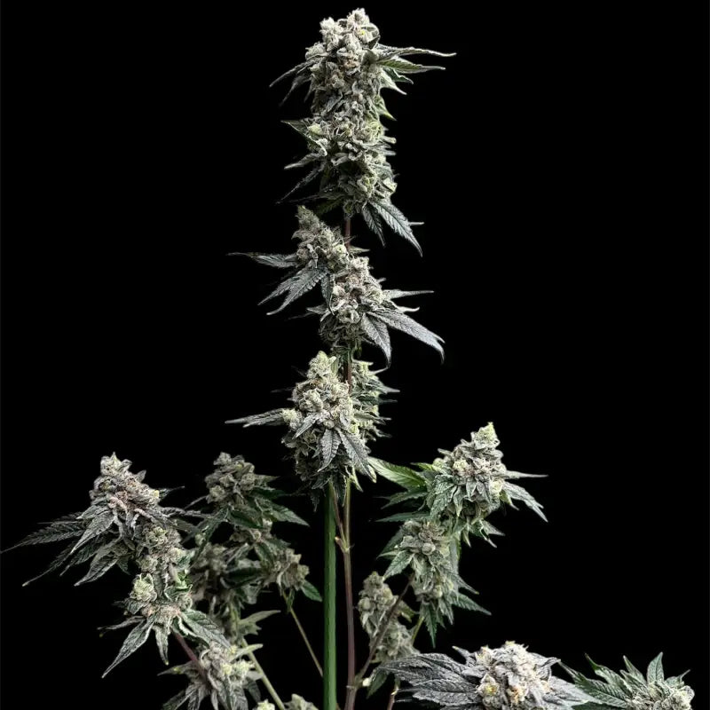 Gary’s nuts© fem terpyz mutant genetics feminized