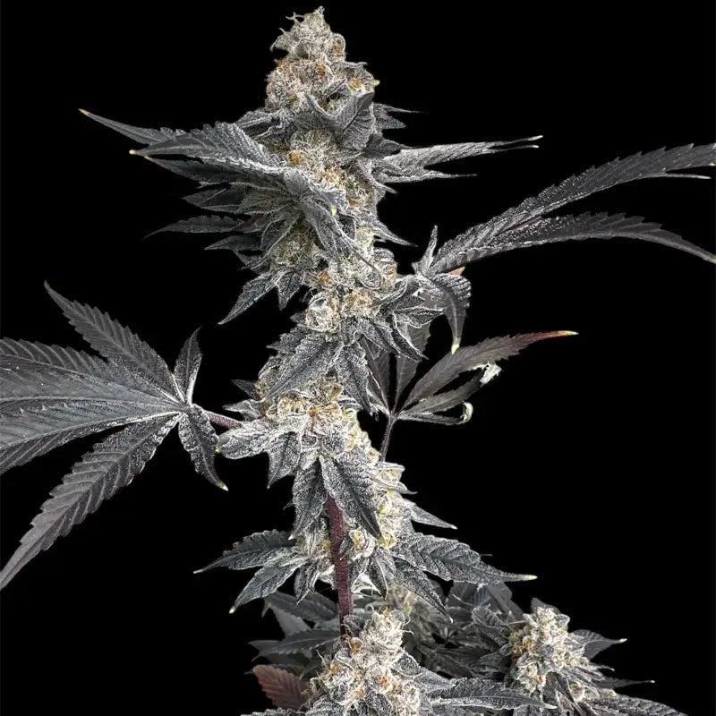 Gary’s nuts© fem terpyz mutant genetics feminized