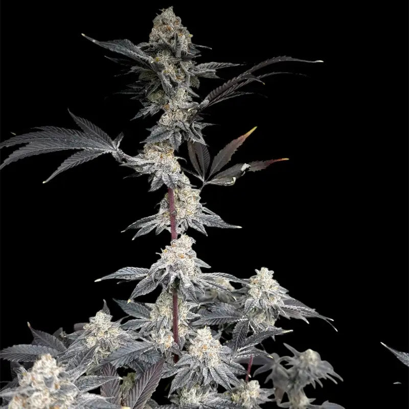 Gary’s nuts© fem terpyz mutant genetics feminized