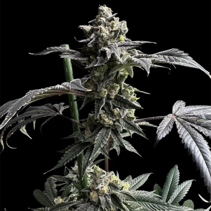 Gary’s nuts© fem terpyz mutant genetics feminized