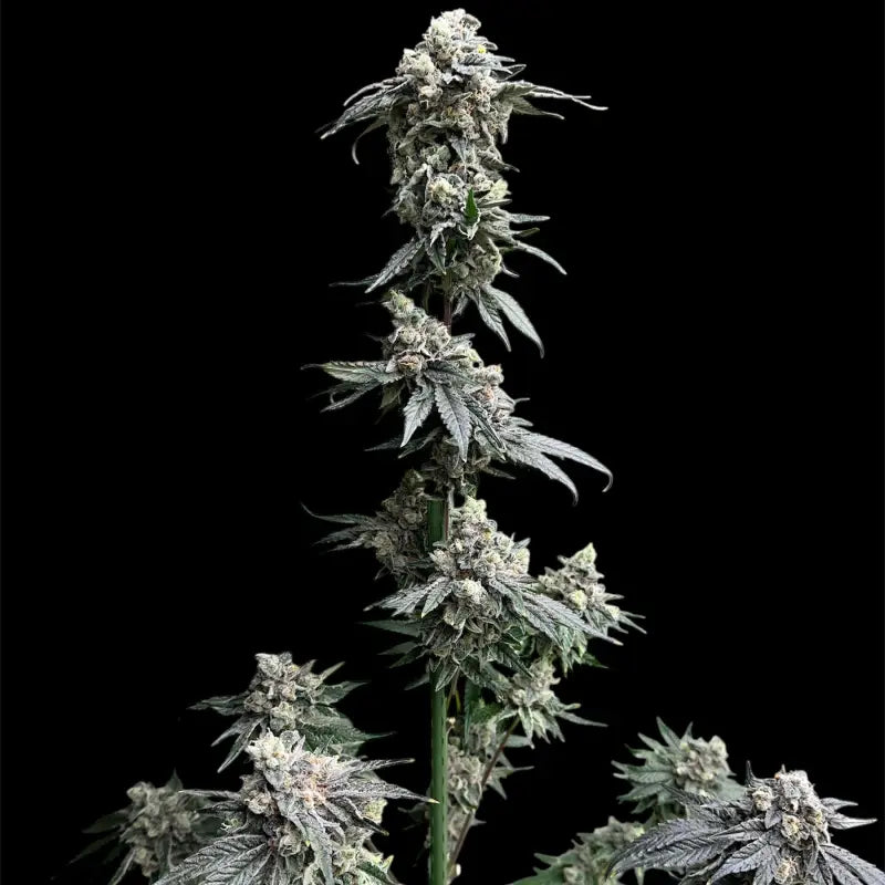 Gary’s nuts© fem terpyz mutant genetics feminized