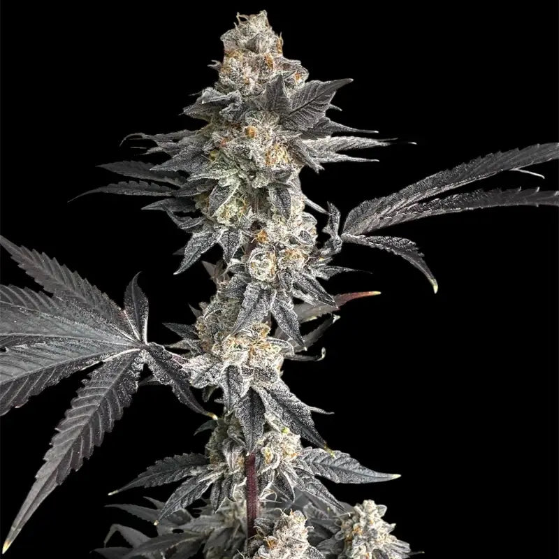 Gary’s nuts© fem terpyz mutant genetics feminized