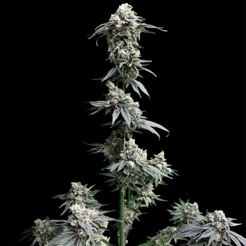 Gary’s nuts© fem terpyz mutant genetics feminized