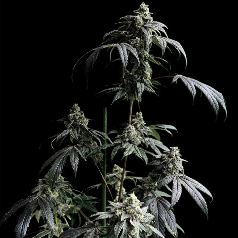 Gary’s nuts© fem terpyz mutant genetics feminized