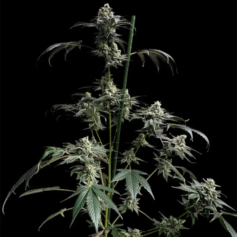 Gary’s nuts© fem terpyz mutant genetics feminized