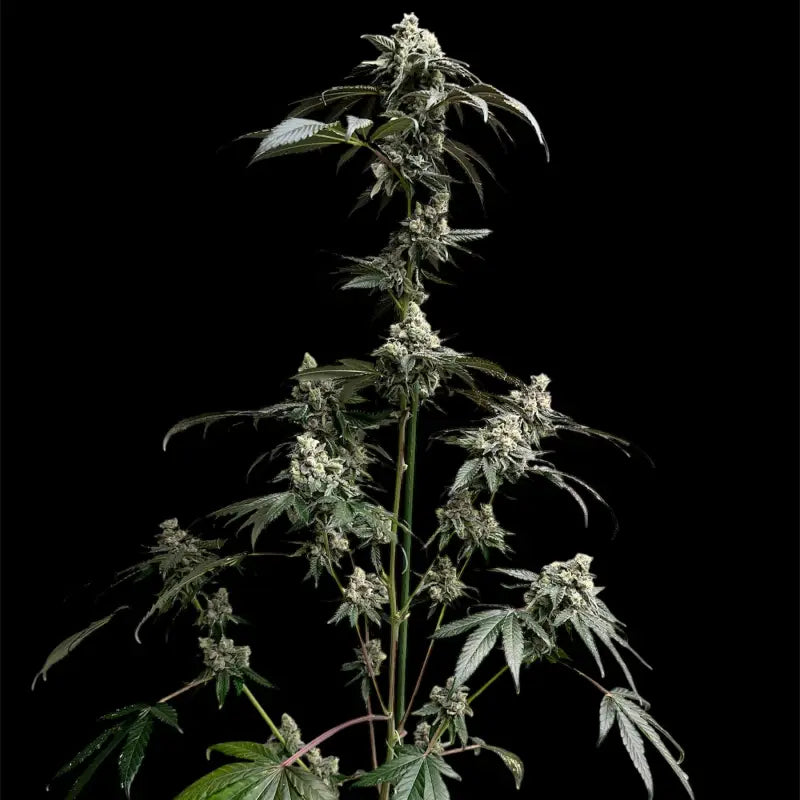 Gary’s nuts© fem terpyz mutant genetics feminized