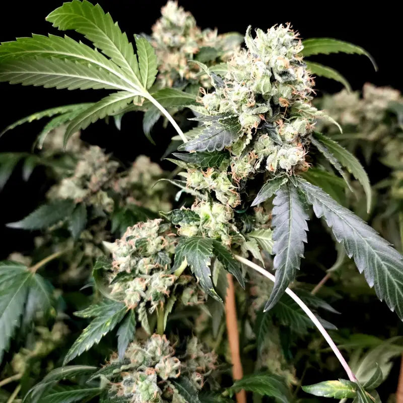 Gary’s nuts© fem terpyz mutant genetics feminized