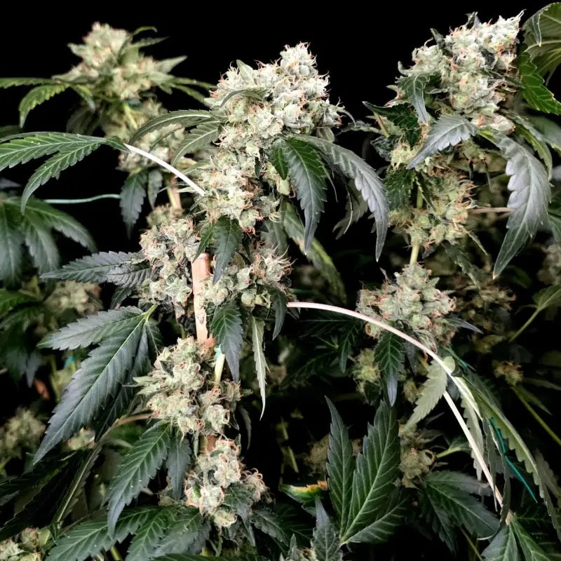 Gary’s nuts© fem terpyz mutant genetics feminized