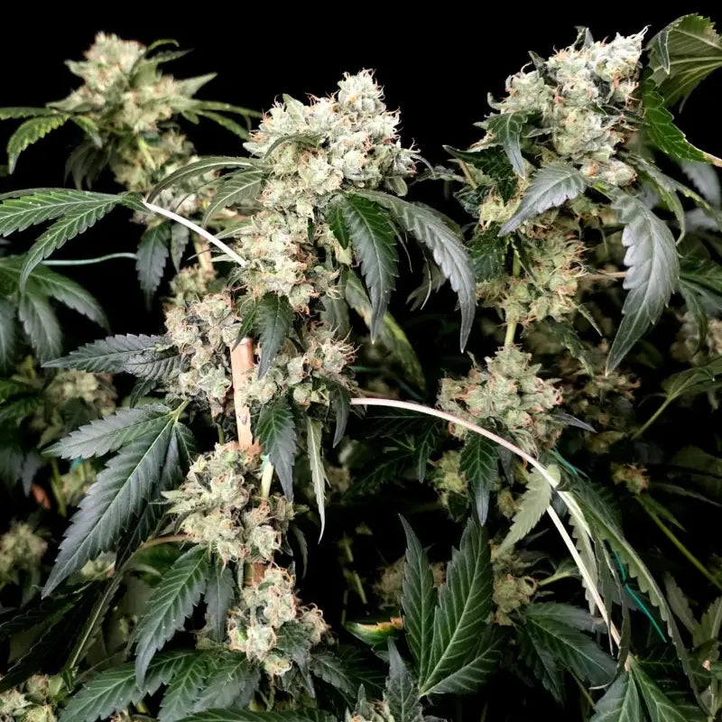 Gary’s nuts© fem terpyz mutant genetics feminized