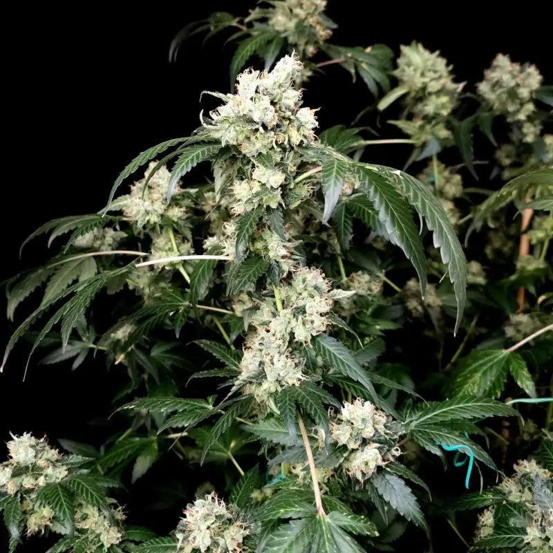 Gary’s nuts© fem terpyz mutant genetics feminized