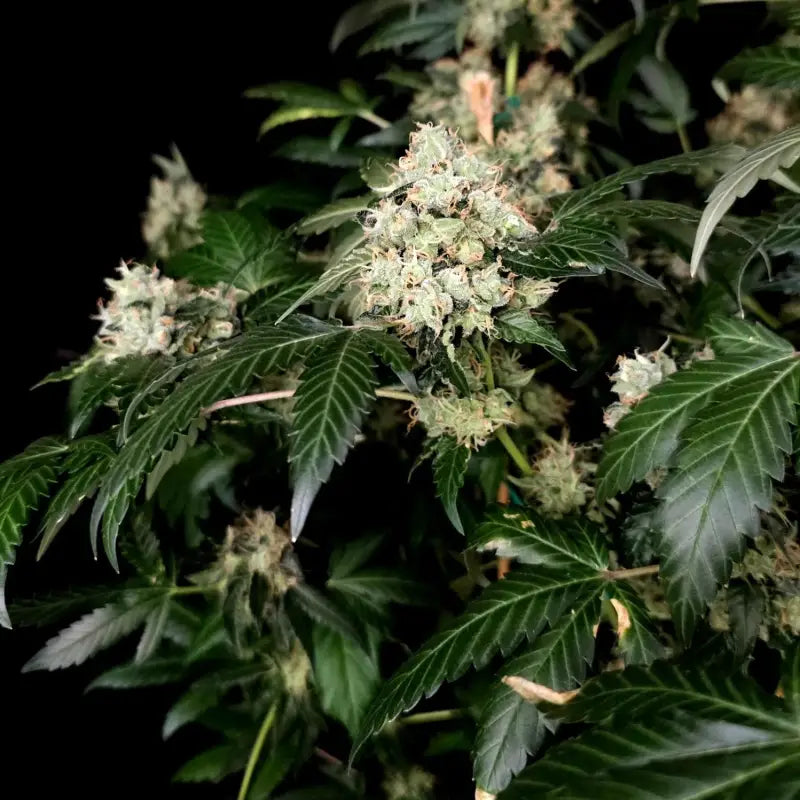 Gary’s nuts© fem terpyz mutant genetics feminized