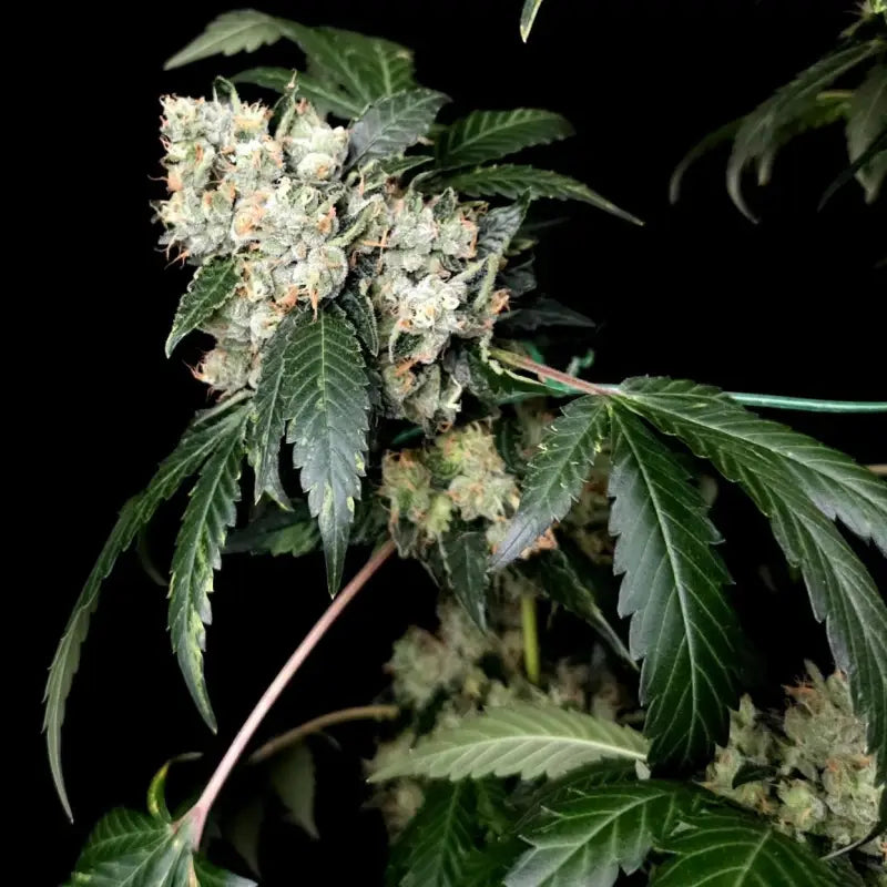 Gary’s nuts© fem terpyz mutant genetics feminized