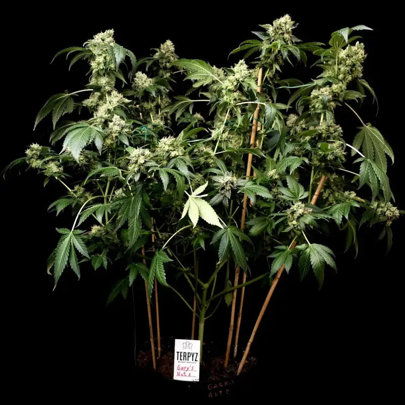 Gary’s nuts© fem terpyz mutant genetics feminized