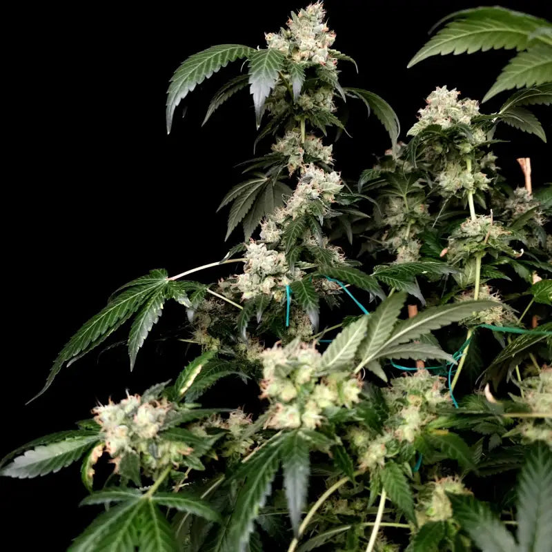 Gary’s nuts© fem terpyz mutant genetics feminized