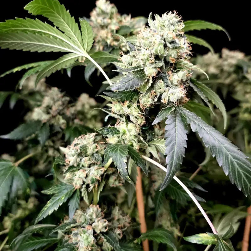 Gary’s nuts© fem terpyz mutant genetics feminized