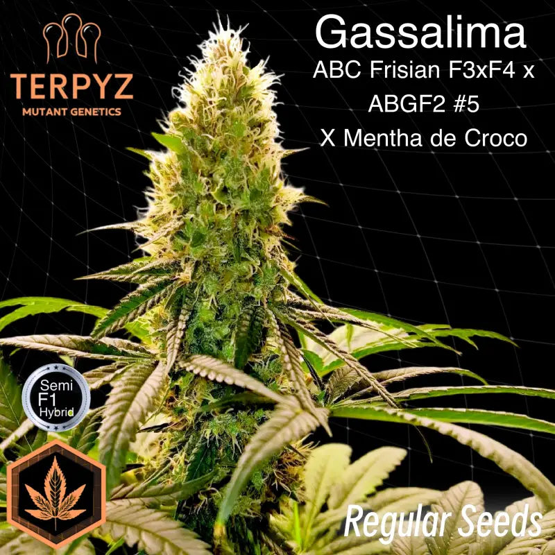 Gassalima terpyz upcoming strains